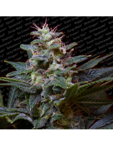 Paradise Seeds Sweet Purple Fem - Imagen 1