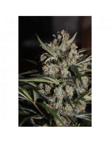 Paradise Seeds Auto White Berry - Imagen 1