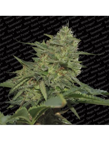 Paradise Seeds Original Cheese Fem - Imagen 1