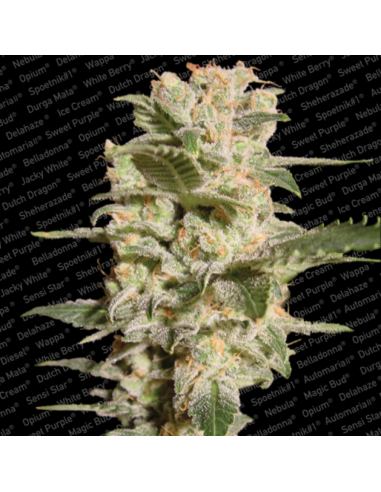 Paradise Seeds Belladonna Fem. - Imagen 1