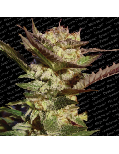 Paradise Seeds Durga Mata Fem. - Imagen 1