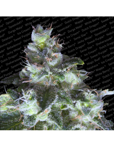 Paradise Seeds Original White Widow Fem - Imagen 1