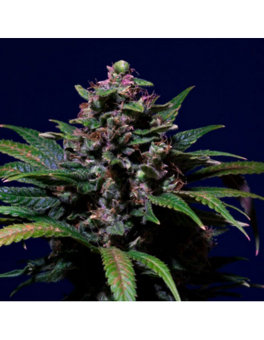 Paradise Seeds Sweet Purple Reg. - Imagen 1