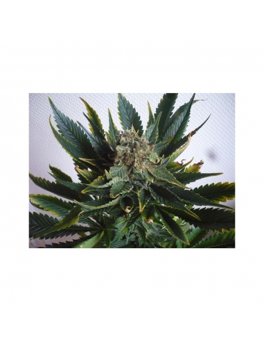 Paradise Seeds Sensi Star 5Und Reg. - Imagen 1