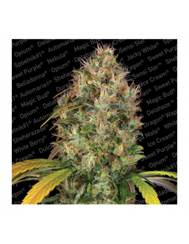 Paradise Seeds Dutch Kush Fem - Imagen 1