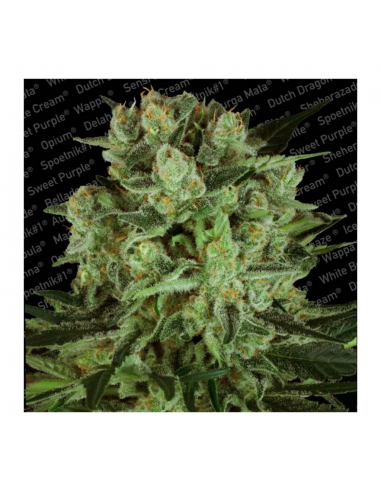 Paradise Seeds Durga Mata II CBD Fem - Imagen 1