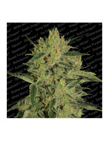 Paradise Seeds Nebula II CBD Fem - Imagen 1