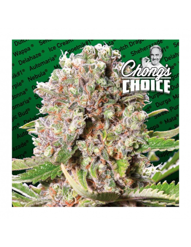 Paradise Seeds Mendocino Skunk Fem - Imagen 1