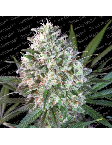 Paradise Seeds Space Cookies Fem. - Imagen 1