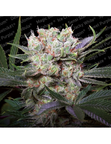 Paradise Seeds Californian Gold Fem. - Imagen 1