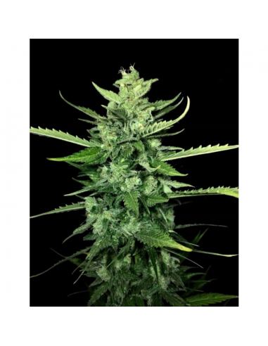 Paradise Seeds Auto Kong 4 - Imagen 1