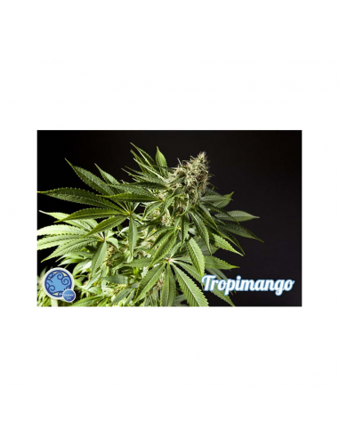 Philosopher Seeds Tropimango 3Und Fem. - Imagen 1