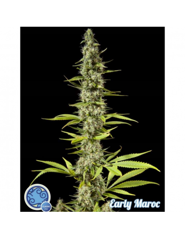 Philosopher Seeds Early Maroc Fem. - Imagen 1