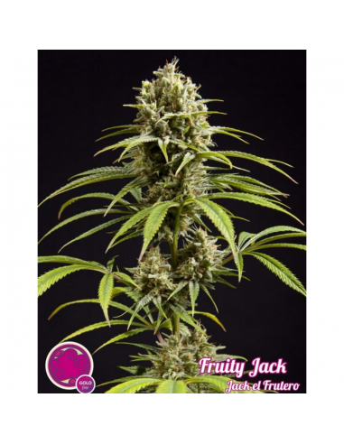 Philosopher Seeds Jack El Frutero Fem. - Imagen 1