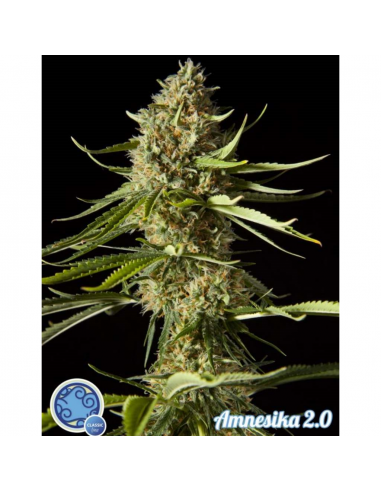 Philosopher Seeds Amnesika 2.0 3Und Fem. - Imagen 1