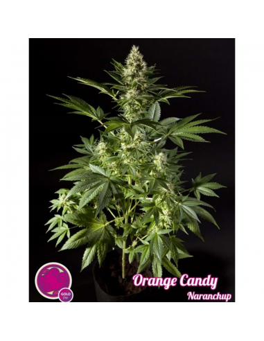 Philosopher Seeds Orange Candy Fem. - Imagen 1