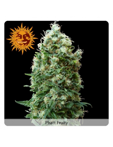 Barney´S Farm Phatt Fruity Fem - Imagen 1