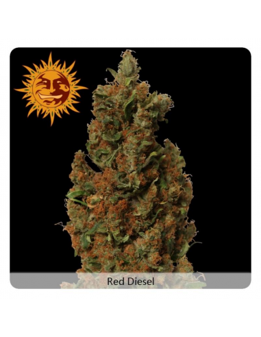 Barney´S Farm Red Diesel Fem - Imagen 1