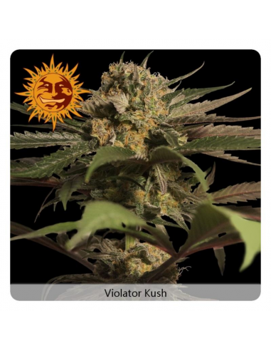 Barney´S Farm Violator Kush Fem - Imagen 1