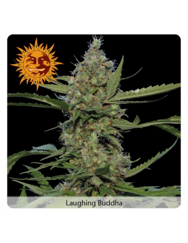 Barney´S Farm Laughing Buddha Fem - Imagen 1