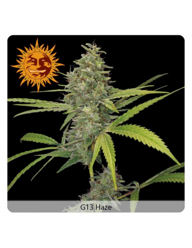 Barney´S Farm G13 Haze Fem - Imagen 1