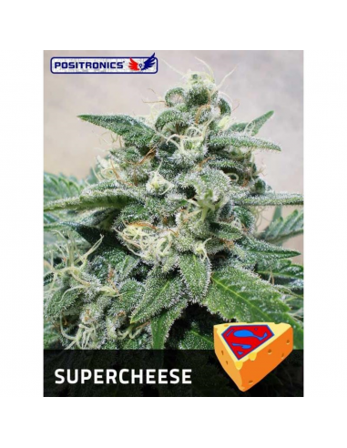 Positronics Supercheese Fem - Imagen 1