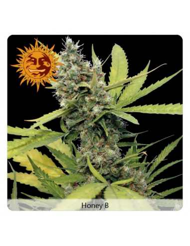 Barney´S Farm Honey B Fem - Imagen 1