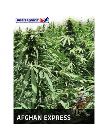 Positronics Afghan Express - Imagen 1