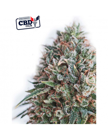 Positronics Critical 47 CBD Fem - Imagen 1