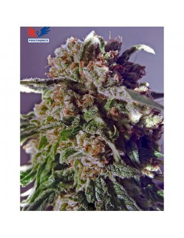 Positronics Black Widow CBD Fem - Imagen 1