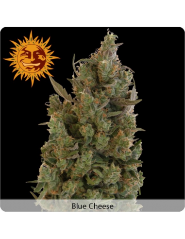 BarneyS Farm Blue Cheese Fem - Imagen 1