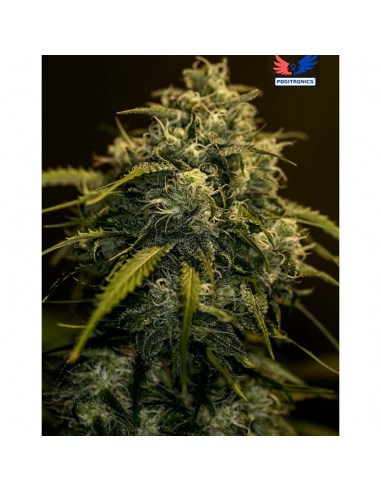 Positronics Jack Diesel CBD Fem - Imagen 1