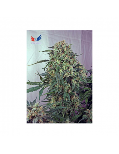 Positronics Caramelice CBD Fem - Imagen 1