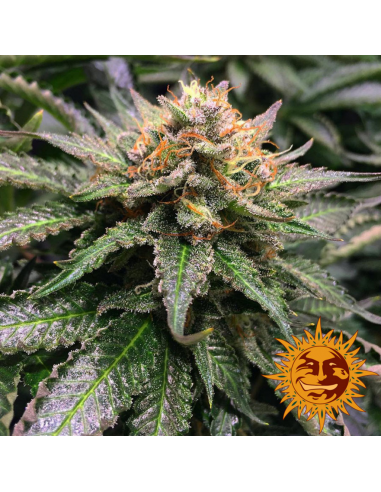 Barney´S Farm Amnesia Lemon Fem - Imagen 1