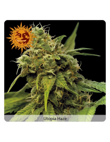 Barney´S Farm Utopia Haze Fem - Imagen 1