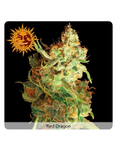 Barney´S Farm Red Dragon Fem - Imagen 1