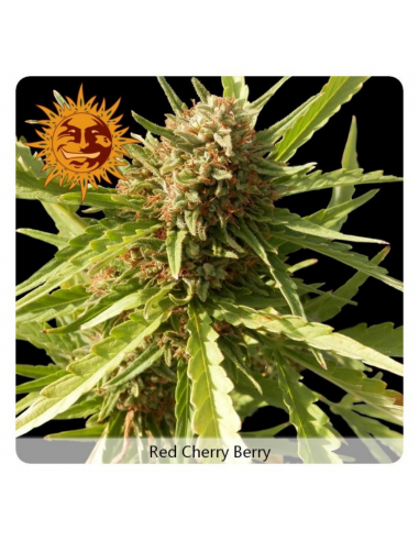 Barney´S Farm Red Cherry Berry Fem - Imagen 1