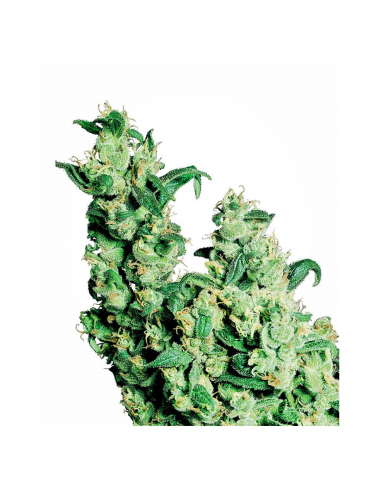 Professional Seeds Doble Jack Fem. - Imagen 1