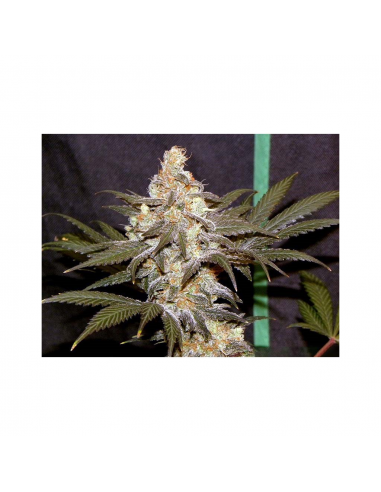 Professional Seeds Pure Power Plant Fem. - Imagen 1