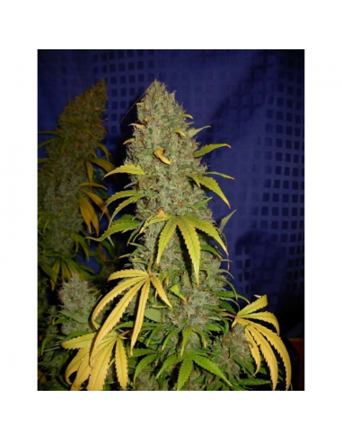 Professional Seeds Critical Widow Fem. - Imagen 1