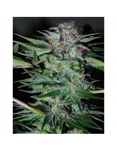 Professional Seeds Northern-Dwarf Auto - Imagen 1