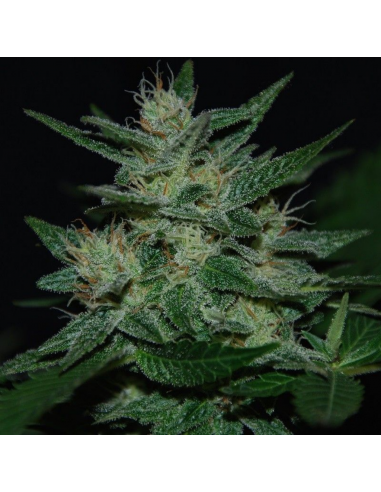 Professional Seeds Doble Ak-47 Fem. - Imagen 1