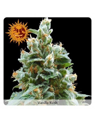 Barney´S Farm Vanilla Kush Fem - Imagen 1