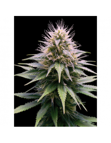 Professional Seeds New York Diesel Auto - Imagen 1