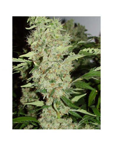 Professional Seeds Duble Gum Fem. - Imagen 1