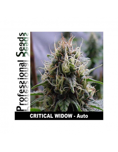 Professional Seeds Critical Widow Auto - Imagen 1