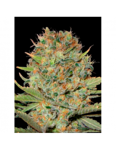 Professional Seeds Auto Doble Gum - Imagen 1