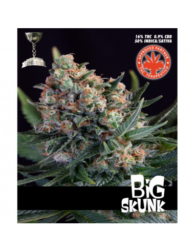 Pure Seeds Big Skunk - Imagen 1