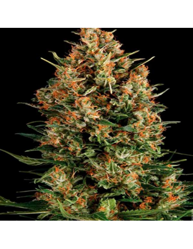 Pure Seeds Viking Haze - Imagen 1