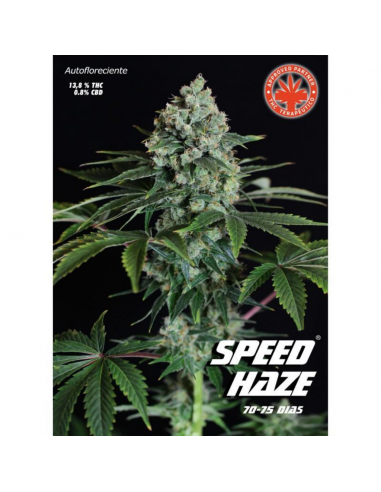 Pure Seeds Speed Haze Auto - Imagen 1